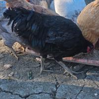 Galletto australorp