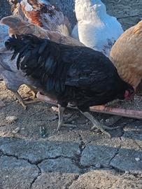 Galletto australorp