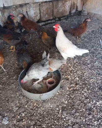 animali 