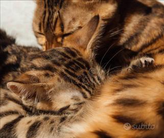 Cuccioli europei