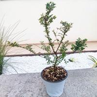 Ulmus parvifolia 'Seiju' bonsai, vaso 15 cm