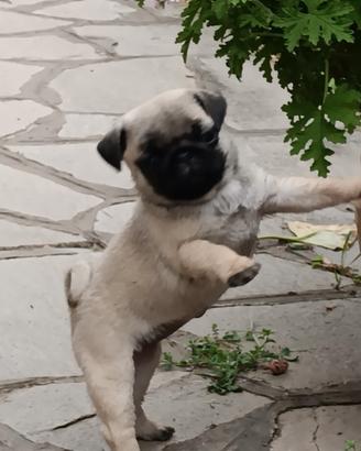 Carlino cucciolo