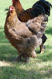 Galline Brahma