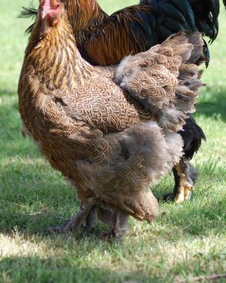 Galline Brahma