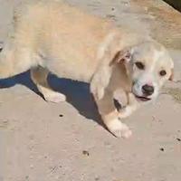 Dante cucciolo futura tg media in adozione