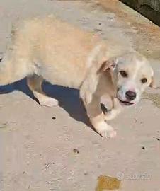 Dante cucciolo futura tg media in adozione