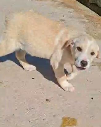 Dante cucciolo futura tg media in adozione