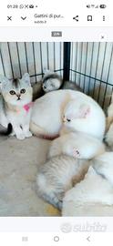 Gattini di 4 mesi di Razza British shorthair
