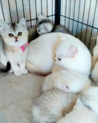 Gattini di 4 mesi di Razza British shorthair