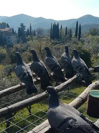 Piccioni volantini "il codone"