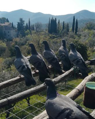 Piccioni volantini "il codone"
