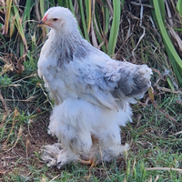 Brahma