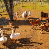 Terreni agricoli cani gatti galline coltivazione