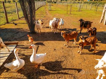 Terreni agricoli cani gatti galline coltivazione