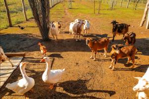 Terreni agricoli cani gatti galline coltivazione