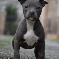 Cucciole di Pit Bull anche in 12 rate mensili