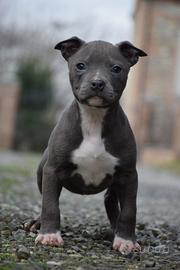 Cucciole di Pit Bull anche in 12 rate mensili