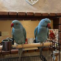 Coppia di parrocchetto dal collare