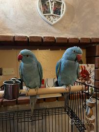 Coppia di parrocchetto dal collare