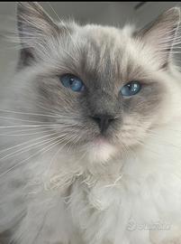 Ragdoll adulto 1 anno