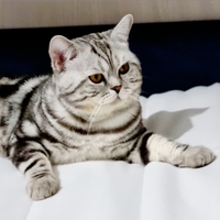 Gatto Scottish per accoppiamento monta British