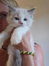 Micini ragdoll