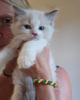 Micini ragdoll