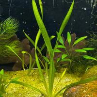 Vallisneria pianta acquario
