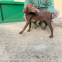 Bracco tedesco
