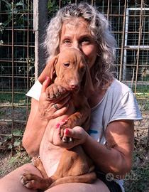 Cuccioli di bracco ungherese