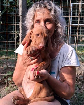 Cuccioli di bracco ungherese