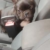 Bulldog francese