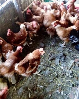 Galline ovaiole