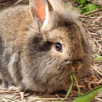 Coniglio Nano Mix Mini Lop e Testa di Leone