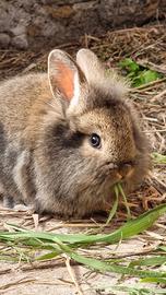 Coniglio Nano Mix Mini Lop e Testa di Leone