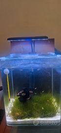 Acquario