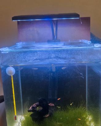 Acquario