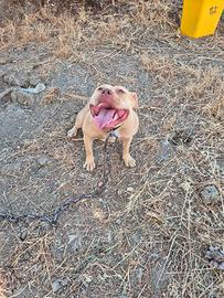 pit bull 