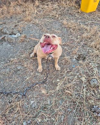pit bull 