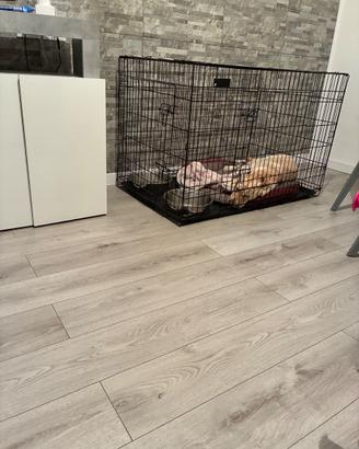 Kennel