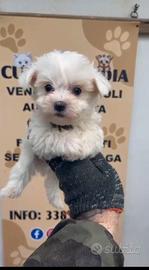 maltese mini Toy ultimo maschio anche a rate
