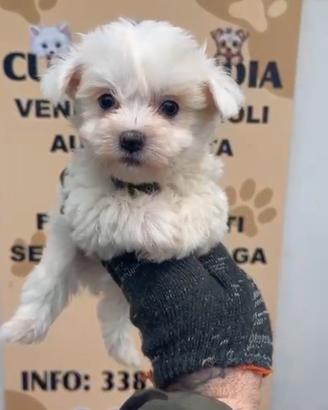 maltese mini Toy ultimo maschio anche a rate