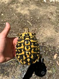 Tartarughe di terra