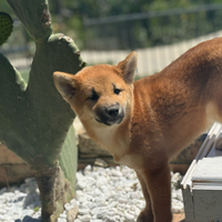 Shiba Inu