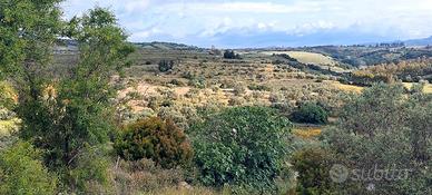 Oliveto