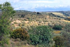 Oliveto