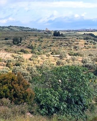 Oliveto