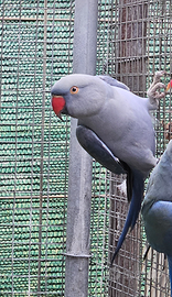 Parrocchetto dal collare