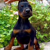 Dobermann