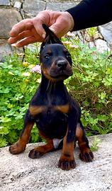 Dobermann
